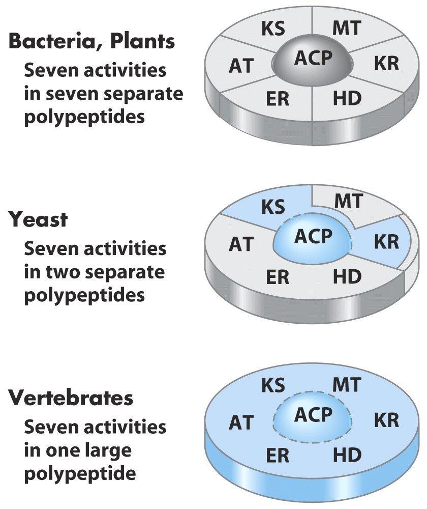 Sintase dos Ácidos Gordos (FAS) Bactérias e plantas 7 actividades da FAS estão em polipéptidos separados e pelo menos 3 outras proteínas Leveduras 7 actividades da FAS