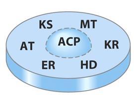 Sintase dos Ácidos Gordos (FAS) Vertebrados 7 actividades enzimáticas e actividade hidrolítica que cliva o ácido gordo final do grupo ACP num único polipéptido (MW 240 kda) Dímero (MW 480 kda) duas