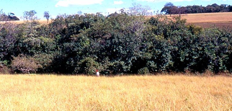 TIPOS DE VEGETAÇÃO