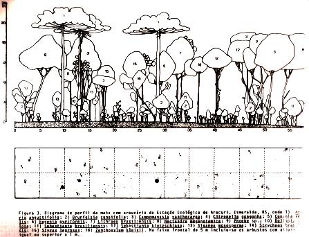 DIAGRAMA DE PERFIL Diagrama construído para representar graficamente a vegetação e