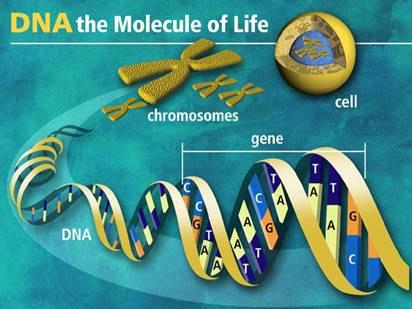 O Genoma Humano 2 m DNA/célula 3