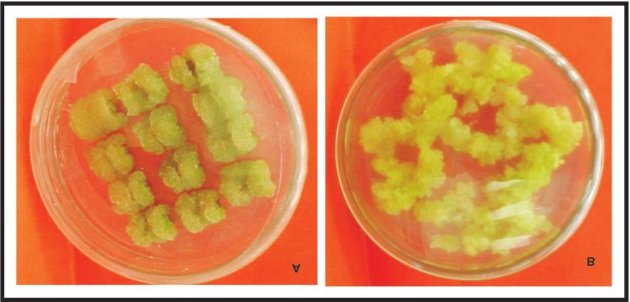 Indução de Embriogênese Somática em Algodão 10 Resultados e Discussão Obtiveram-se calos de coloração amarelo-esverdeado e com aspecto friável no tratamento com 2,4 D, partir de segmentos de