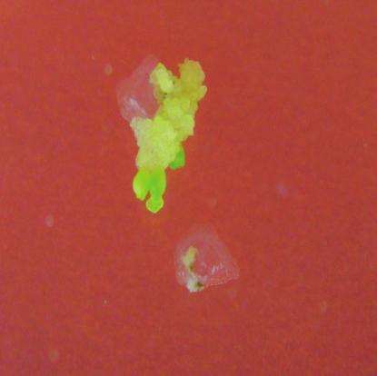 para microscopia eletrônica de varredura (Figura 4), nas amostra dos calos provenientes do meio MS1 subcultivados em