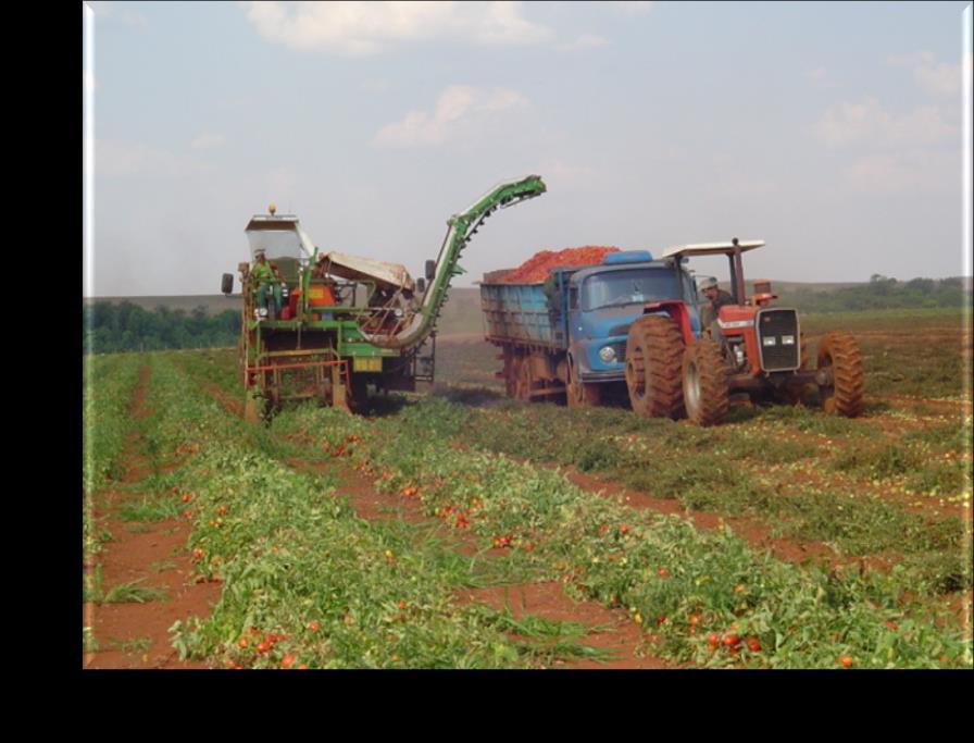 Tomate para processamento industrial Melo, P.