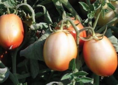 TOMATE Escaldadura (sunscald): Alta