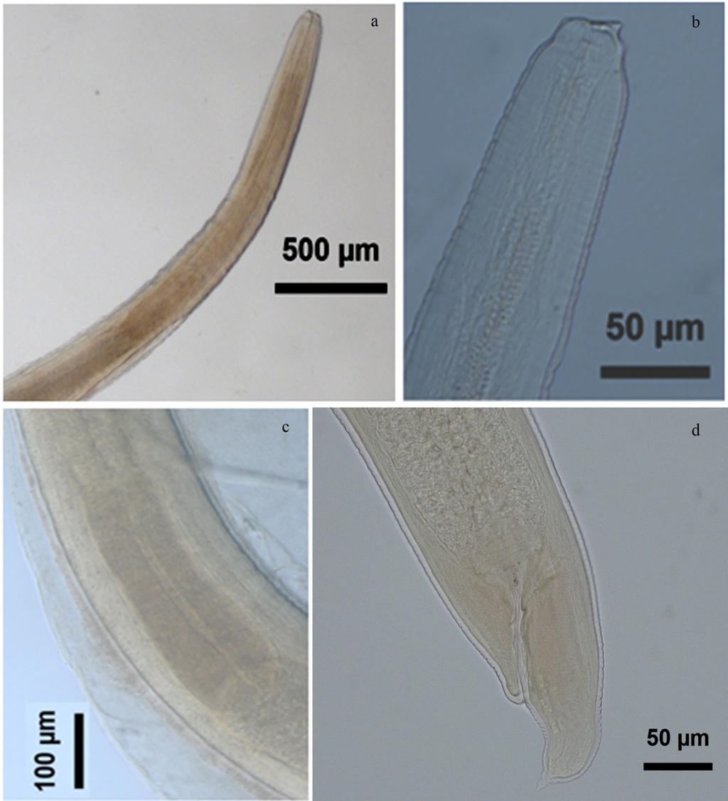 74. SANTANA et al. Figure 1. Anisakis sp. de Cichla monoculus.
