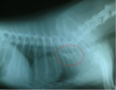 Figura 1 Imagem radiográfica em incidência latero-lateral direita do tórax de um cão com um corpo estranho de aspecto