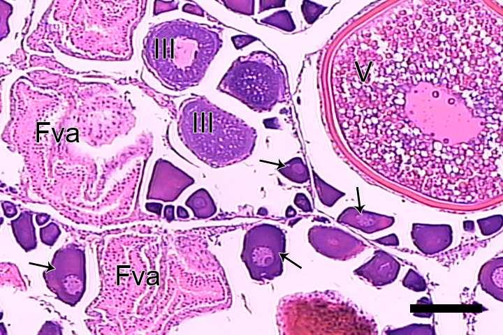 Escala = 100 µm. Figura 11 - Corte histológico de ovário maduro desovado (estádio D), advindo de peixe coletado em Barra do Saí por fundeio em 23/05/2007.