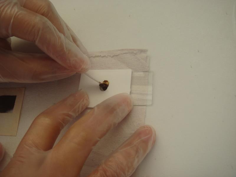 Quando as fezes atravessam a tela são então transferidas para o orifício de um cartão plástico colocado sobre uma lâmina de microscopia (Figura 3).