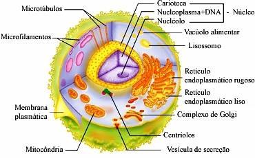 CÉLULA EUCARIONTE São células mais complexas e compartimentadas, sendo os principais exemplos animais, vegetais e fungos.