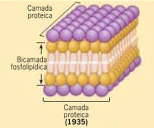 A disposição lateral deles permite o deslocamento sem a ruptura, conferindo dinamicidade a membrana plasmática, conforme a necessidade surge.