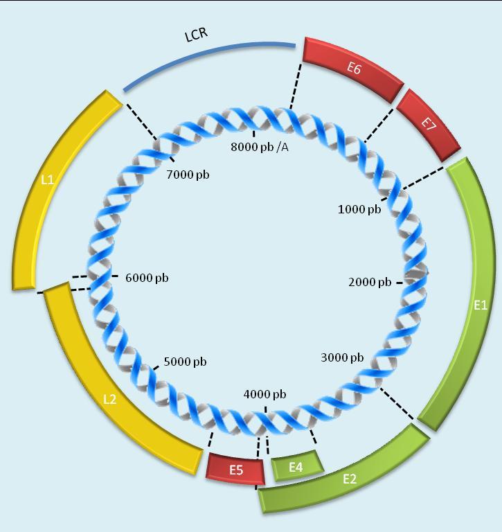 3 Figura 1. Representação do genoma do HPV-16.