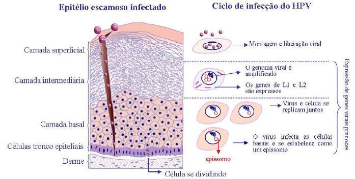 6 O HPV depende exclusivamente da diferenciação celular para realizar o seu ciclo de replicação aonde os genes são expressos de modo diferente.