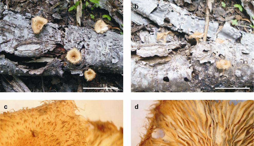 Drechsler-Santos, E.R. Agaricomycetes no Semi-árido / Tese. 119 Figura 1.