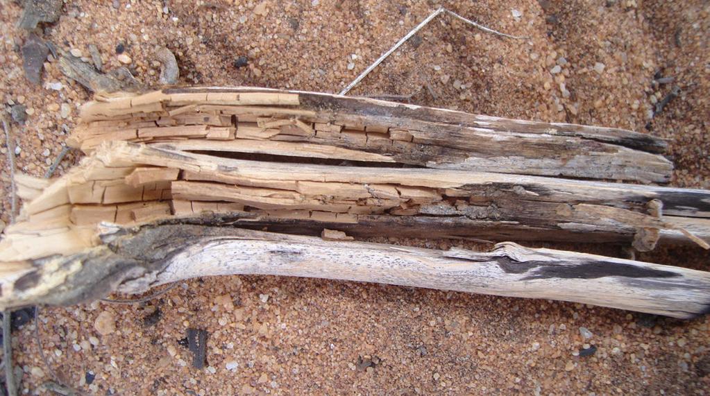 Drechsler-Santos, E.R. Agaricomycetes no Semi-árido / Tese. 147 Figura 1. Aspecto da madeira sendo decomposta por Gloeophyllum striatum na Caatinga (Foto por Drechsler-Santos).