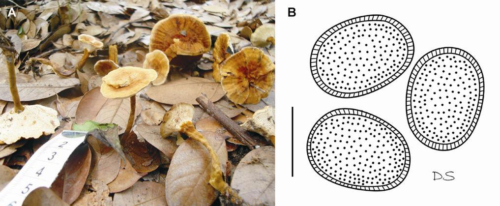 Drechsler-Santos, E.R. Agaricomycetes no Semi-árido / Tese. 180 campo. O tamanho, a forma e a ornamentação dos basidiósporos são caracteres microscópicos que definem A. calcigenum. Figura 1.