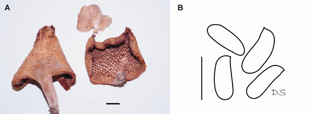 Drechsler-Santos, E.R. Agaricomycetes no Semi-árido / Tese. 186 Figura 7. Favolus tenuiculus (Cardoso 1167, HUEFS106129), A = basidioma (escala = 1 cm), B = basidiósporos (escala = 10 µm).