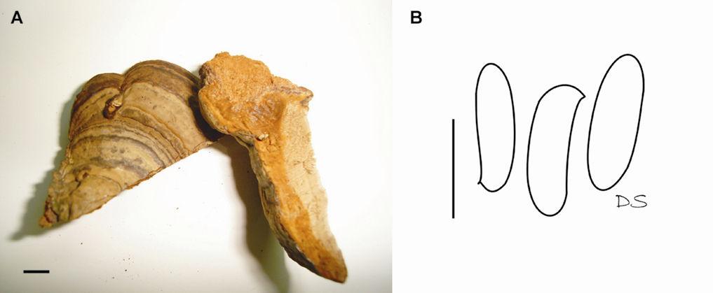 Drechsler-Santos, E.R. Agaricomycetes no Semi-árido / Tese. 187 Figura 8. Fomes fasciatus (Bezerra 674, CEPEC1061), A = basidioma (escala: 1 cm), B = basidiósporos (escala = 10 µm).