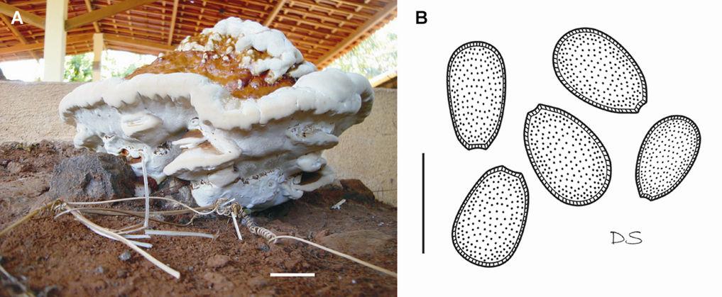 Drechsler-Santos, E.R. Agaricomycetes no Semi-árido / Tese. 188 Figura 9. Ganoderma resinaceum (Drechsler-Santos DS078PE, URM80336), A = basidioma (escala: 5 cm), B = basidiósporos (escala = 10 µm).