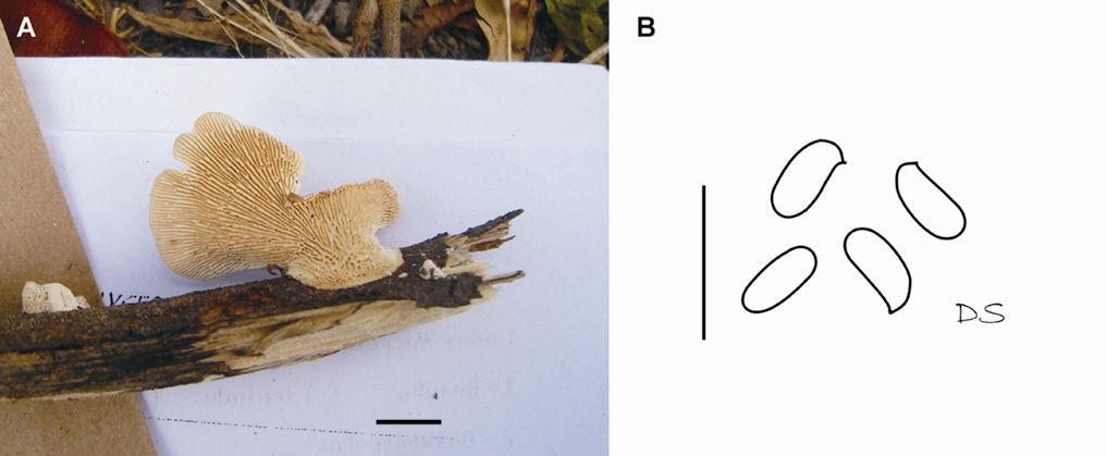 Drechsler-Santos, E.R. Agaricomycetes no Semi-árido / Tese. 196 Figura 17. Lenzites elegans (Drechsler-Santos DS125PE, URM80390), A = basidioma (escala = 1 cm), B = basidiósporos (escala = 10 µm).