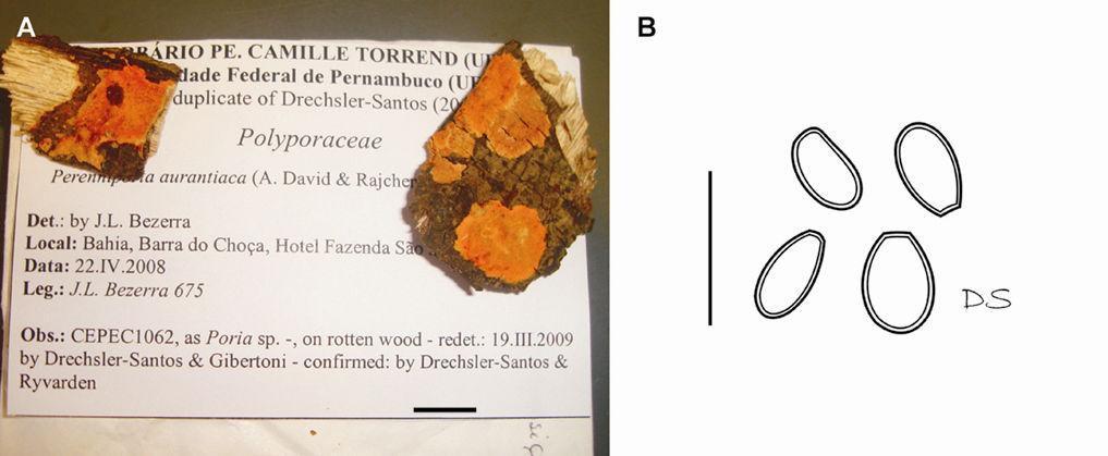 Drechsler-Santos, E.R. Agaricomycetes no Semi-árido / Tese. 197 Figura 18. Perenniporia aurantiaca (Bezerra 675, CEPEC1062), A = basidioma (escala = 1 cm), B = basidiósporos (escala = 10 µm).
