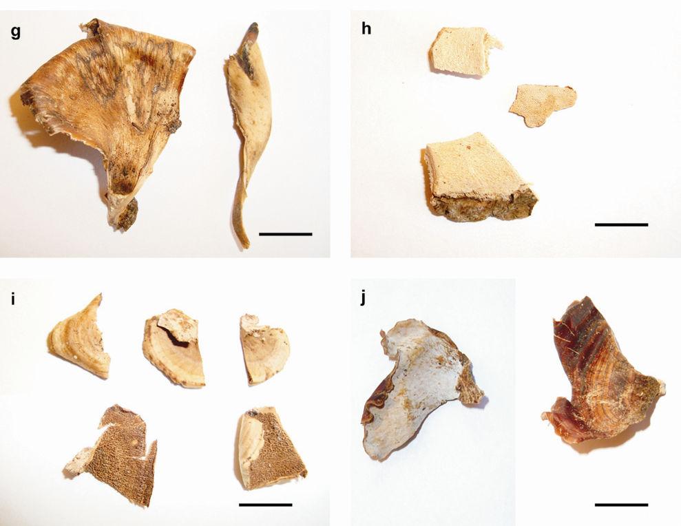 shaferi, basidioma ressupinado; d = Amauroderma partitum, superfície himenial e abhimenial; e e f = Rigidoporus lineatus, superfície himenial e