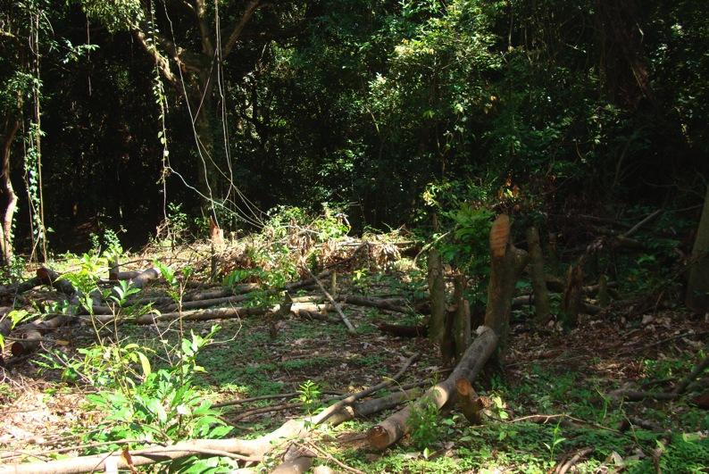 A supressão deliberada do sub- bosque da floresta tem efeito deletério sobre todo o ecossistema, comprometendo a