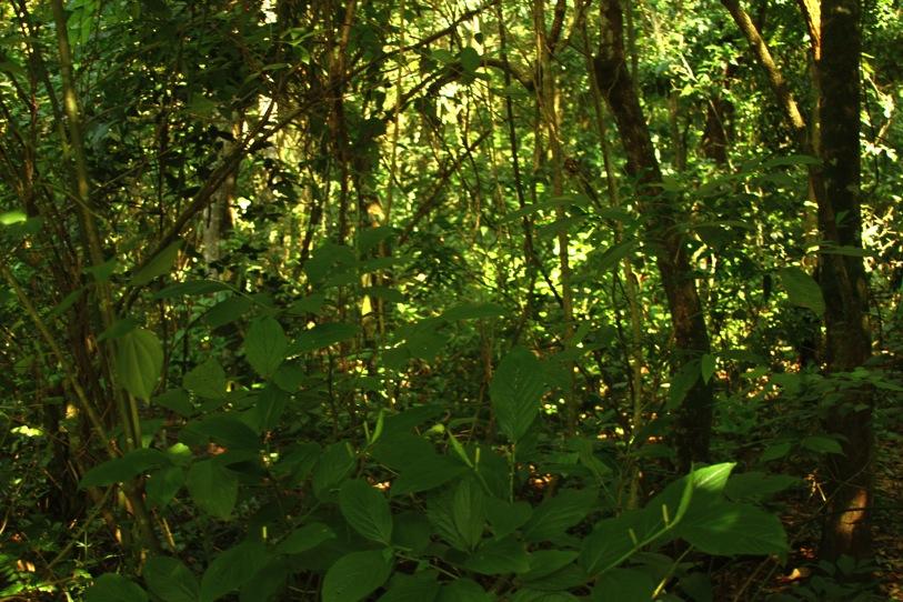Figura 08 - Vista da sucessão ecológica do fragmento florestal. 3.