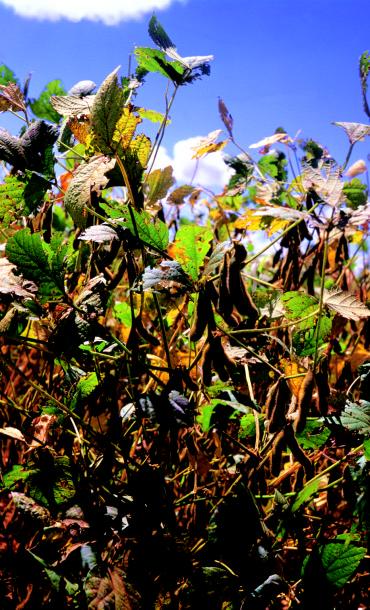 Soja Lavoura sem erva As plantas daninhas causam grandes prejuízos à cultura da soja.