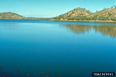 Salvinia molesta Lake Moondarra Austrália
