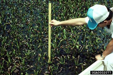 Eichhornia crassipes Florida (EUA) Introdução do IN 1972 da