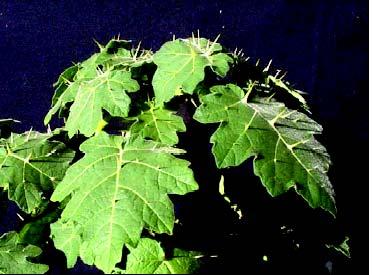 Solanum viarum Solanácea planta perene Introduzida na Flórida em 1980 Infestação de