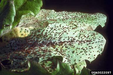 Puccinia chondrillina http://www.