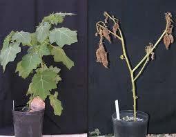 Bioherbicida para Solanum viarum Solvinix Virus: TMGMV Forte reação de hipersensibildade 33 dias