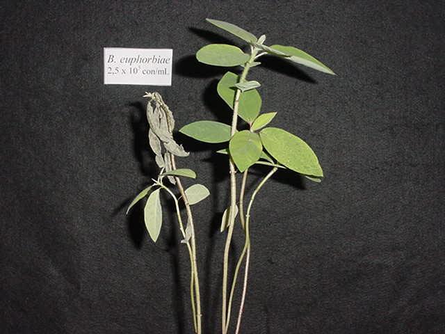 Euphorbia heterophylla Bipolaris