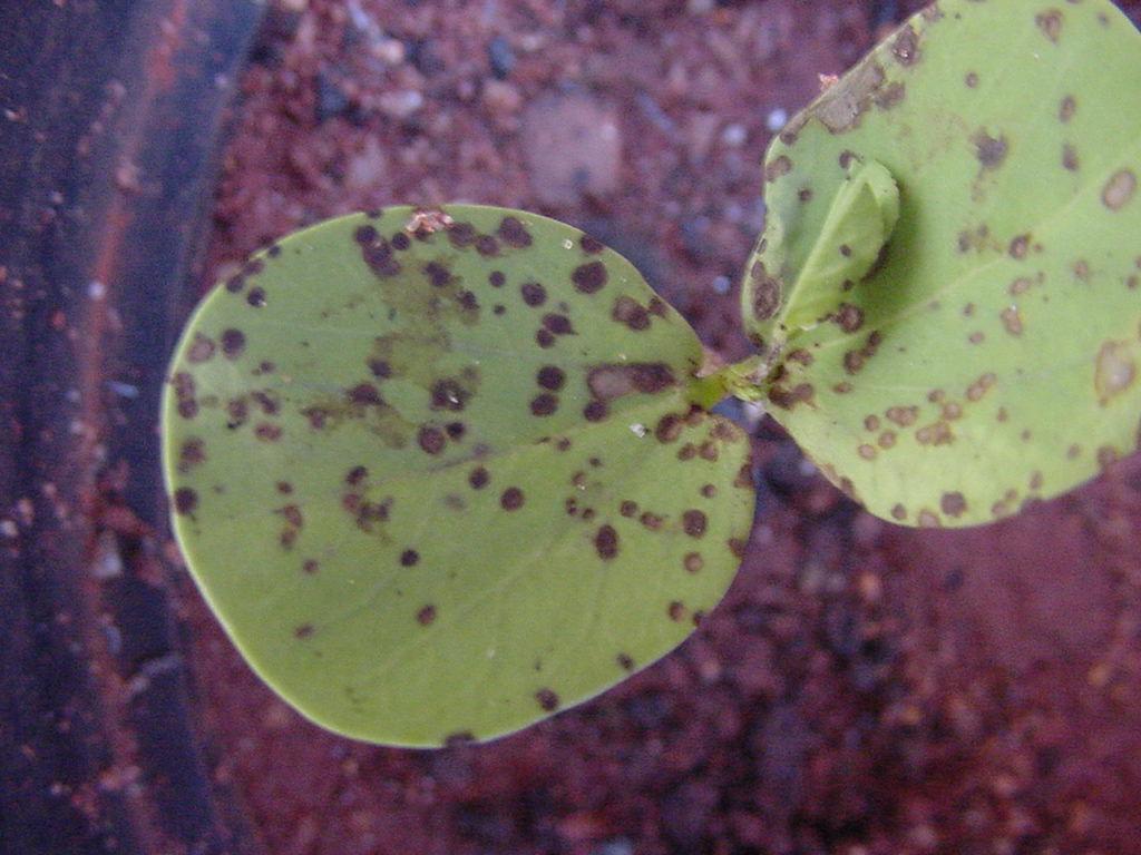 Senna obtusifolia- Alternaria