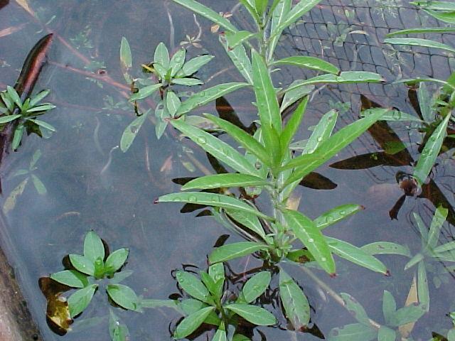 Ludwigia