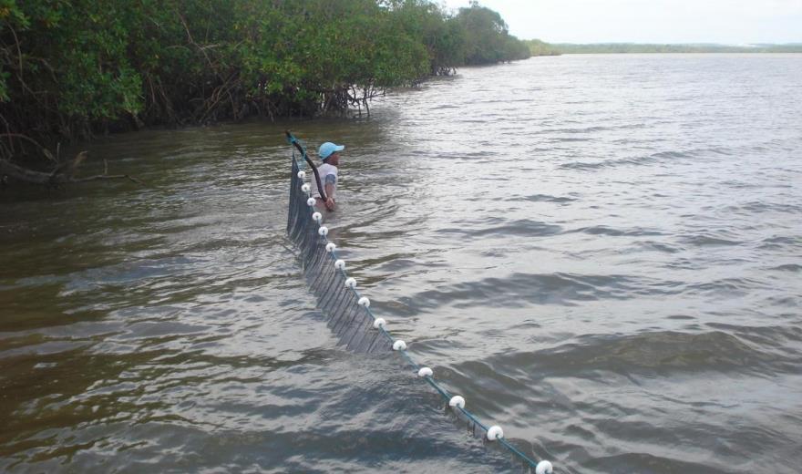 11 Para tanto foi utilizada uma rede de arrasto Modelo Trawl (do tipo picaré ) de 30m de comprimento, malha 5mm entre nós (1cm esticado), altura armada 2,8m, boca do saco com 3m