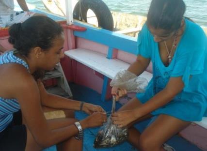 Em cada ponto amostral, após o término do arrasto, foi feito o recolhimento da rede e os peixes capturados no saco da mesma foram coletados e armazenados em sacos plásticos