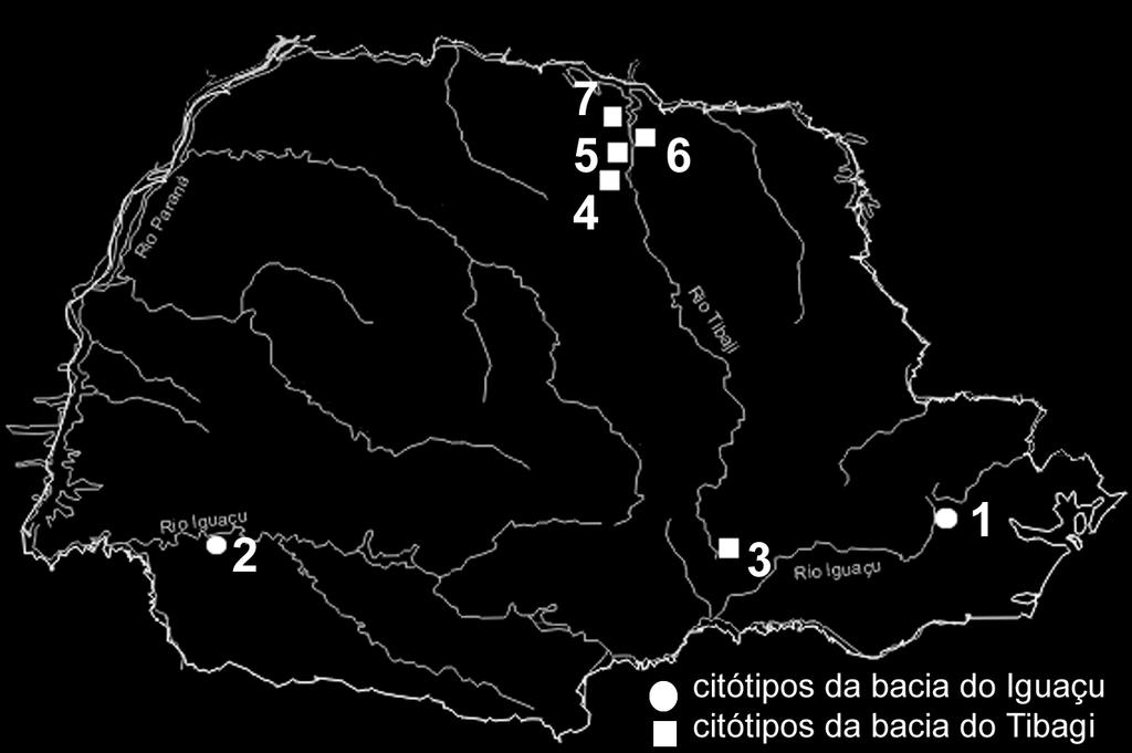 43 FIGURA 9 CITÓTIPOS DE Astyanax altiparanae ENCONTRADOS NA BACIA DOS RIOS TIBAGI E IGUAÇU, PARANÁ, BRASIL. Localidade Fórmula Cariotípica NF Ref. 1. Rio Iguaçu, Curitiba 6m+30sm+4st+6a 94 a 2.