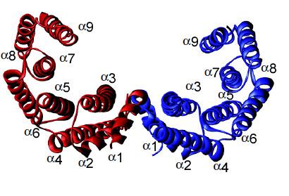 Figura 5: Dímero estrutural da isoforma 14-3-3σ humana. Cada monômero é formado por 9 alfa-hélices antiparalelas que podem formar dímeros (Benzinger et al. 2005).