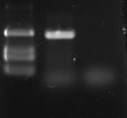 4. Resultados 4.1. Clonagem da sequência codificadora Eg14-3-3ε1 A sequência codificadora da proteína Eg14-3-3ε1 foi eficientemente amplifica por PCR.