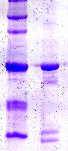 1: marcador de massa molecular; 2: clivagem da fusão (1: proteína de fusão, 2: 14-3-3ε1 (28 kda), 3: GST (26kDa)).