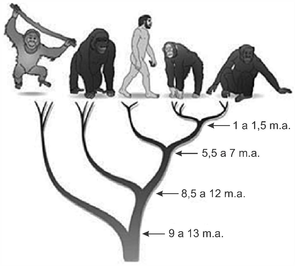 SE18 - Biologia LBIO2B2 - Evolução Questão 1 (Enem PPL 2017) A árvore filogenética representa uma hipótese evolutiva para a família Hominidae, na qual a sigla m.a. significa milhões de anos atrás.
