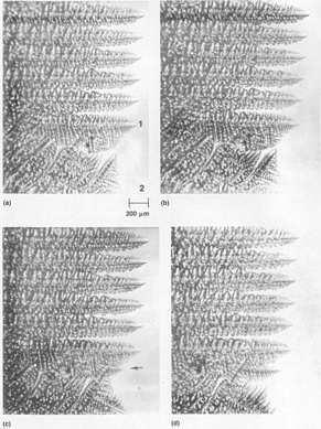 Crescimento da Fase Sólida Mechanism of chill to columnar transition.