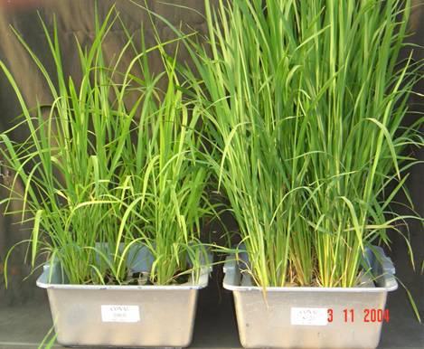 plantas de arroz (aos 50 dias de cultivo).