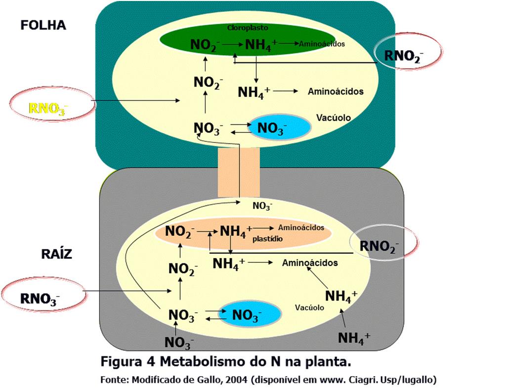 NO CITOSOL RN NO 3- + 2 H + + 2 e - NO 2 - + H 2 O NO