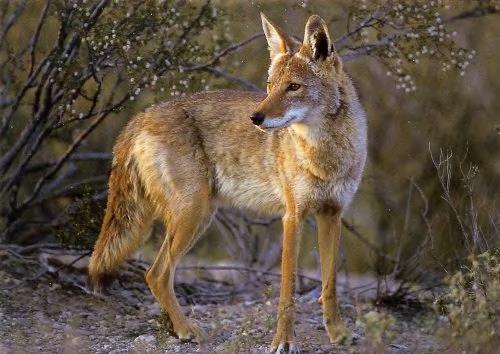 7 Figura 2. Canis latrans e o mapa da distribuição geográfica dos coiotes na América do norte e Central. Fonte: Adaptado de Wilson (1999). Estudos sobre a soroprevalência de N.