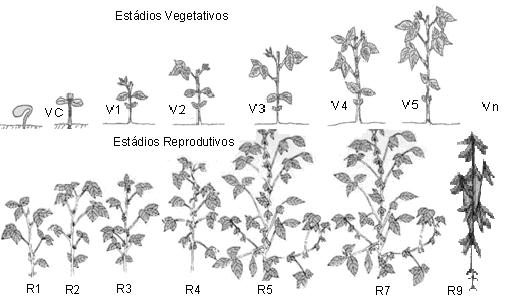 23 durção destes estádios vri em função d cultivr, ds condições climátics e do sistem de cultivo utilizdo. 50% de grnção R5.4 - Miori ds vgens entre 50% e 75% de grnção I.