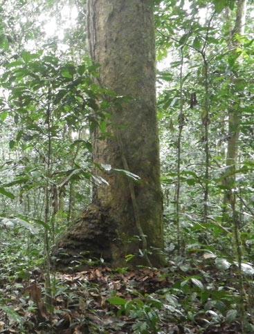 Vegetação Floresta de Maiombe: Floresta Fechada: 1.